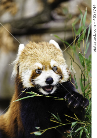 Lesser panda Lesser panda 4057744