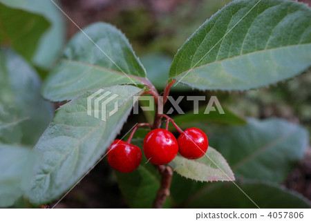 Yabukoji fruit Yabukoji fruit 4057806