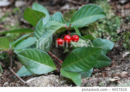 Yabukoji fruit 4057810