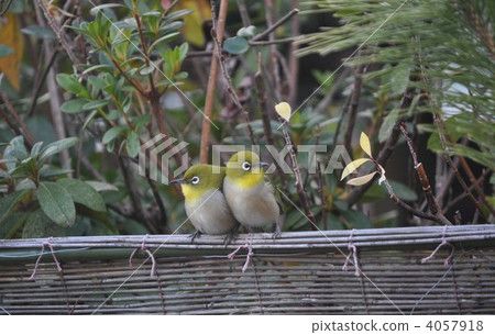 Cuddle and wait for spring Meijiro Cuddle and wait for spring Meijiro 4057918