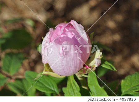 A cold peony A cold peony 4057920