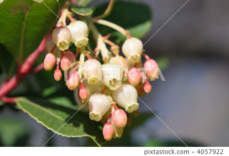 覆盆子花 4057922
