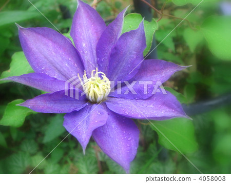 Clematis (H.F. Young) Clematis (H.F. Young) 4058008