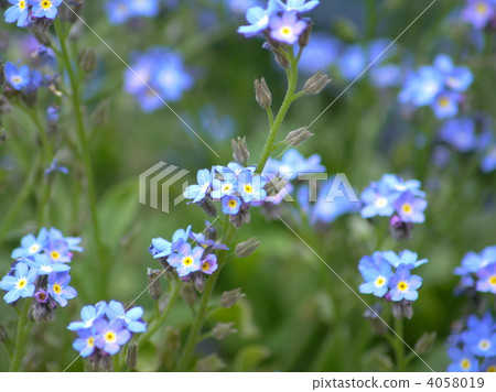 勿忘草屬 4058019