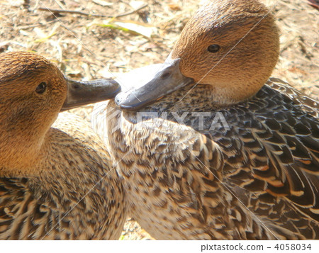 A staring duck 4058034