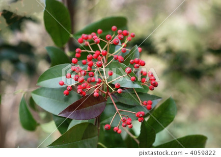 Fruit of canned fish 4059822