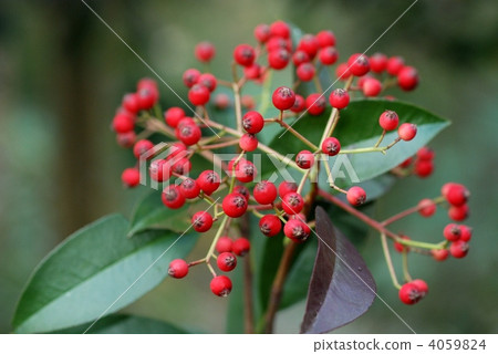 罐裝魚的果實 4059824