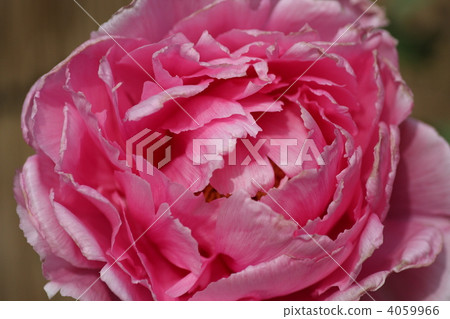 [冬季牡丹太陽] 4059966