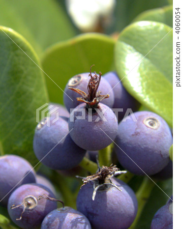 Rhaphiolepis fruit 4060054