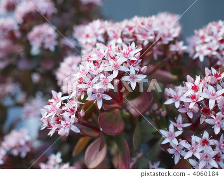 gold mine, jade plant, foliage plant 4060184