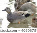 Gadwall 4060678