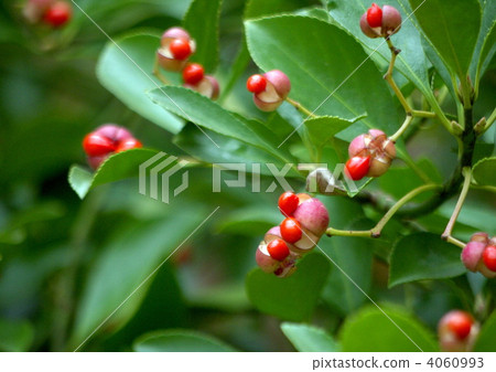 Masaki的果實 4060993