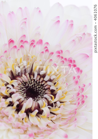 非洲菊·克拉1 4061076