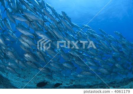 bigeye trevally, in the sea, undersea 4061179