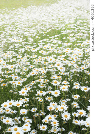 瑪格麗特盛開 4061393