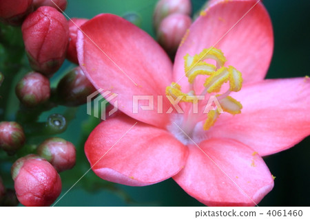 Nanoyo Zakura Nanoyo Zakura 4061460