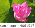 lotus, bloom, blossom 4061517