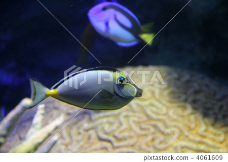 Kurohaagi & Nanayouhagi 4061609