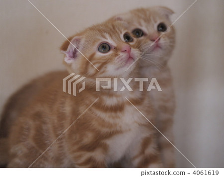 破耳兄弟 破耳兄弟 4061619