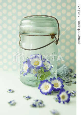 cineraria, flower, flowers 4061760