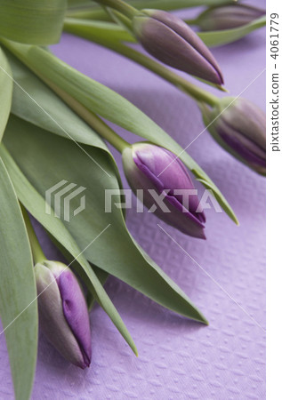 tulipa, lavender, light purple 4061779