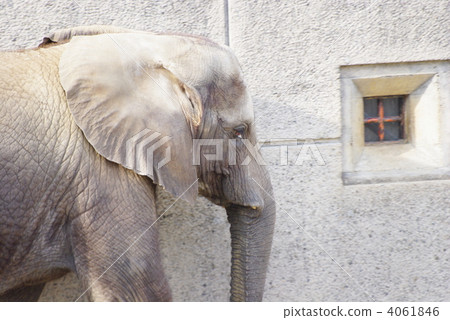 年輕的非洲大象（特寫）的配置文件 4061846