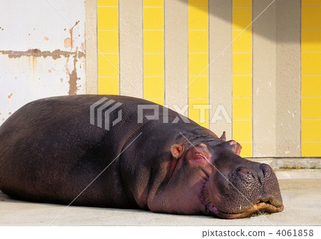 在午睡期間的河馬 4061858
