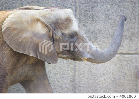 非洲大象吊鼻（特寫） 4061860