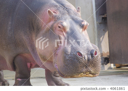 Face of hippopotamus facing this (closeup) 4061861