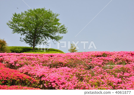 杜鵑花盛開的山丘 4061877