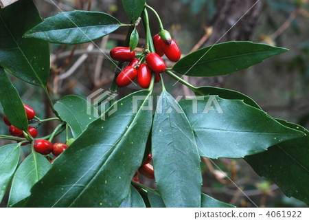 japanese laurel, fruit of aoki, Aucuba japonica 4061922