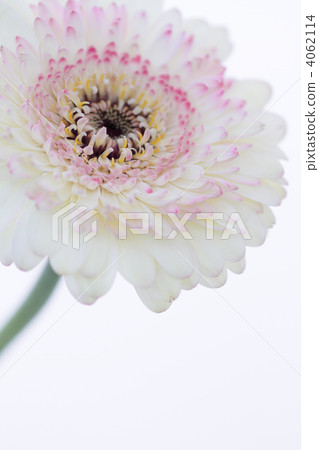 非洲菊·克拉2 非洲菊·克拉2 4062114