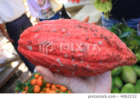 Raw material of chocolate Cacao real at Vietnam Mito Raw material of chocolate Cacao real at Vietnam Mito 4062232