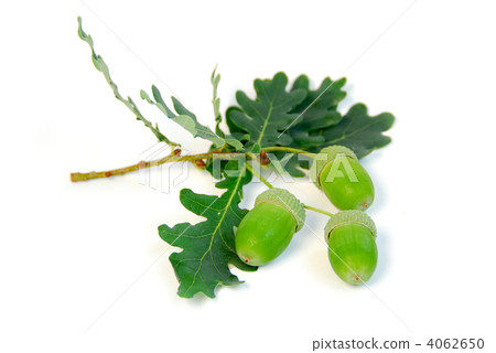 Acorns oak branch 4062650