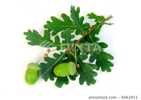 Acorns oak branch 4062651