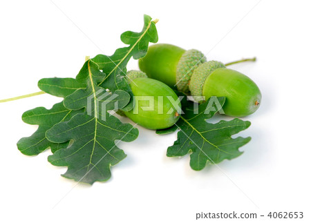 Acorns oak leaves 4062653
