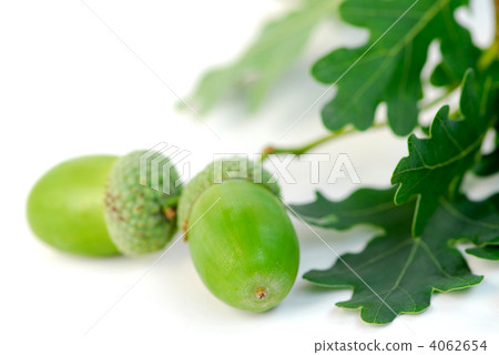 Acorn oak branch 4062654