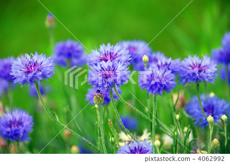 Cornflowers Cornflowers 4062992