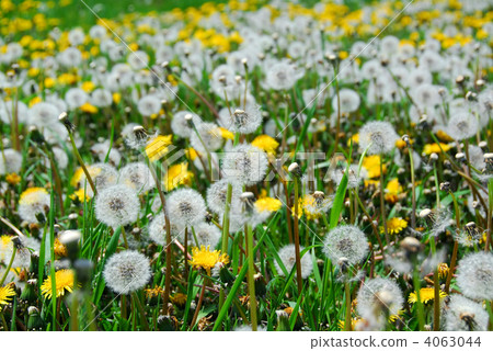 Dandelion field Dandelion field 4063044