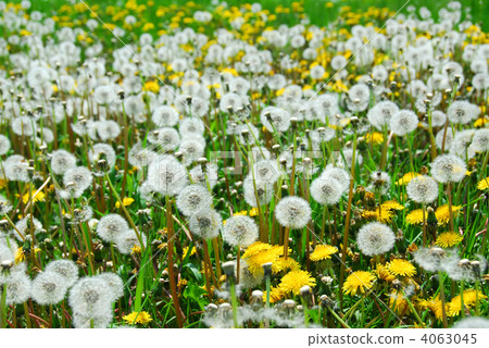 Field of dandelions Field of dandelions 4063045