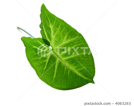 Green leaf over white 4063263