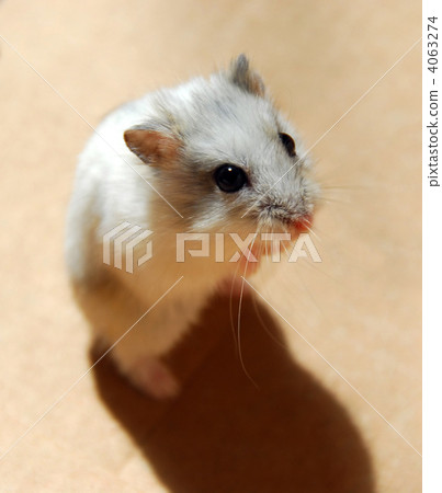 Hamster 4063274