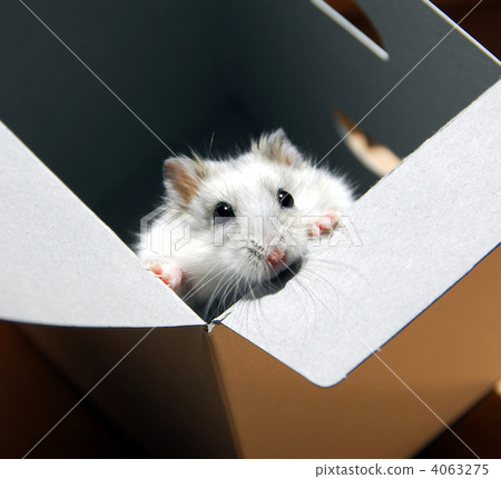 Hamster in a box 4063275