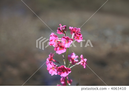 primula japonica, japanese primrose, bloom 4063410