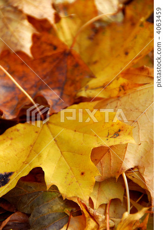 Autumn leaves 4063459