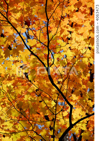 Maple leaves 4063473