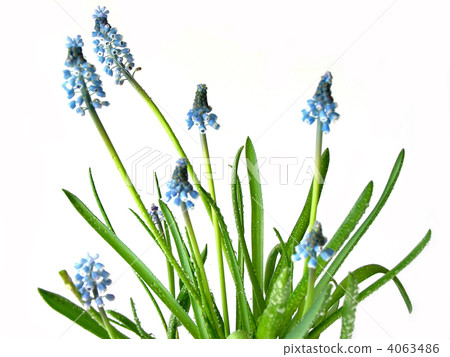 Blue spring flowers on white 4063486