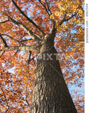 Old oak tree in the fall 1 Old oak tree in the fall 1 4063504