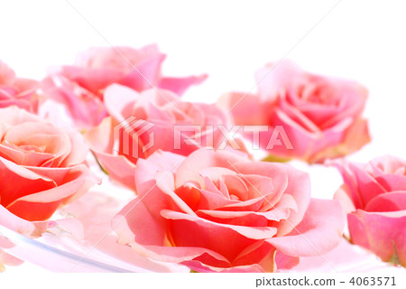 rose, roses, flower 4063571