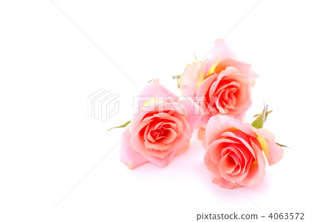 Pink roses 4063572